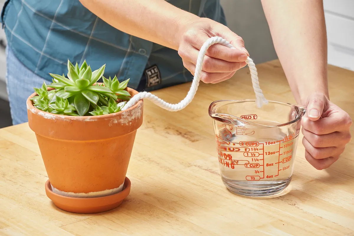 Woman puts one end of a short piece of rope into a potted plant, the other end into a measuring cup of water.