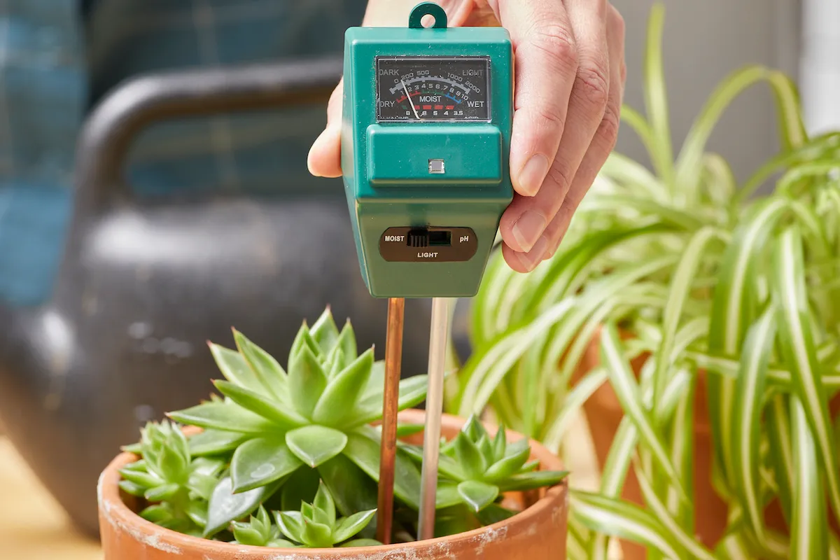 Woman inserts a soil moisture meter into a potted plant on her counter.