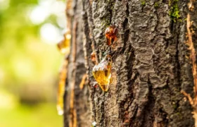 Comment enlever la sève d’arbre sur presque toutes les surfaces