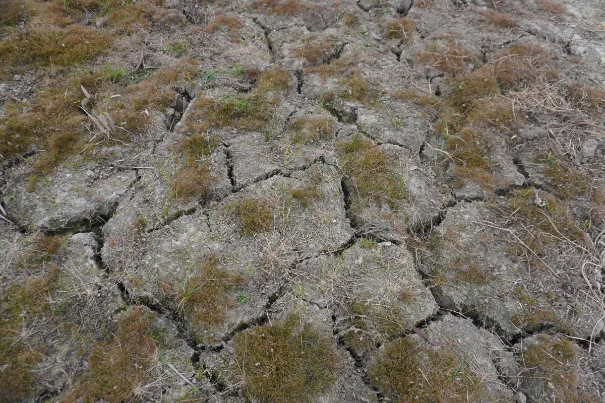 Extremely dry grass with bare soil showing through