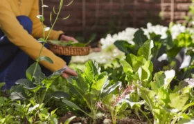 3 raisons de cultiver vos propres aliments en automne (même si vous n’êtes pas fan de jardinage)