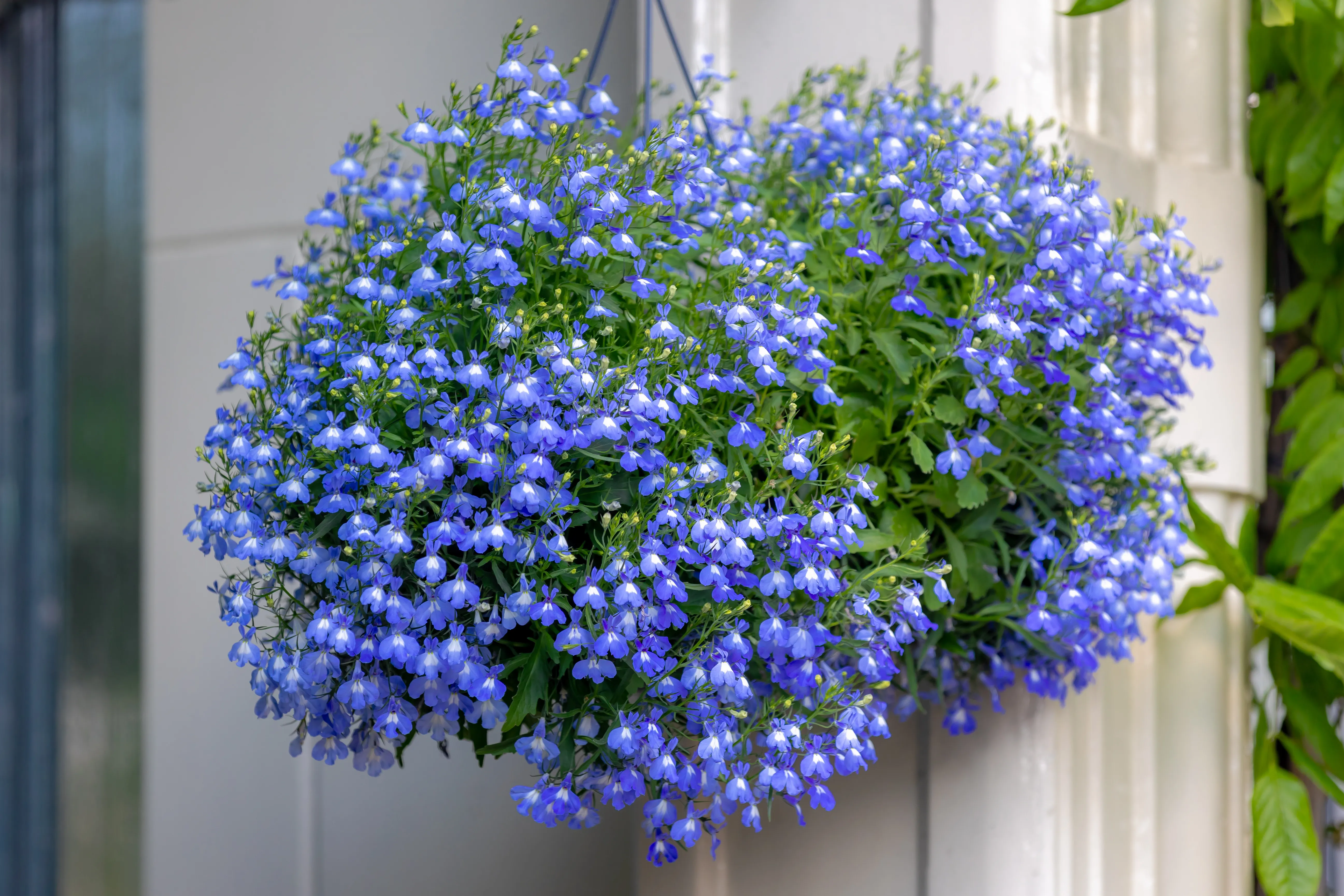 Blue lobelia flowers in a hanging basket in front of a white post.