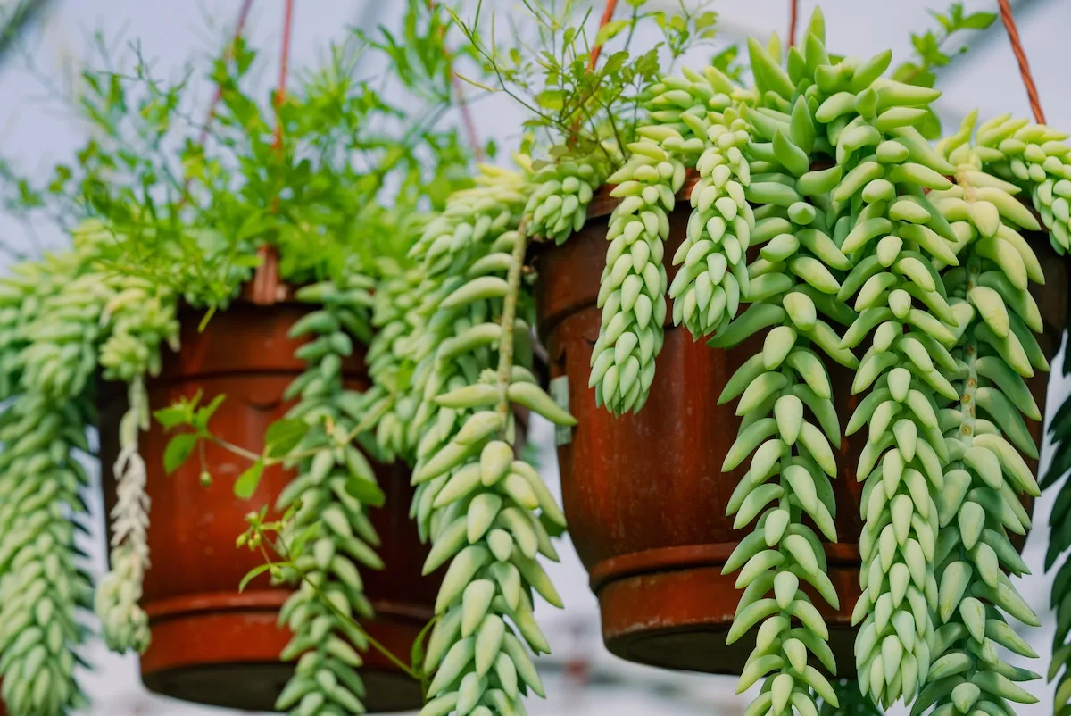 Burro's tail succulents (sedum morganianum) growing in several hanging terracotta pots.