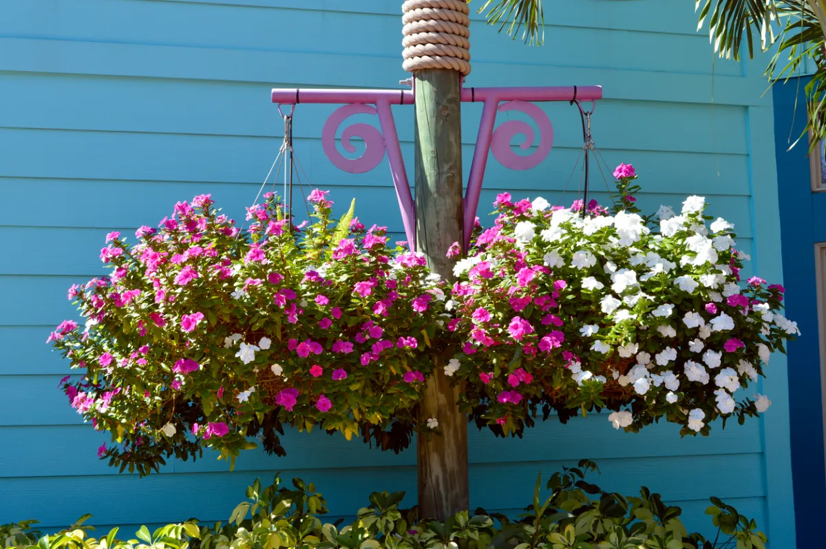 Multicolored impatiens flowers in a hanging basket in front of an aqua home exterior.