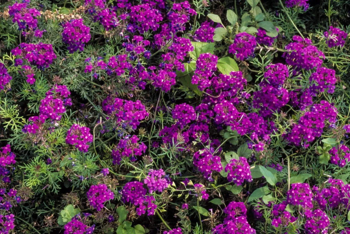 Vervene, variete Imagination, Verbena speciosa
