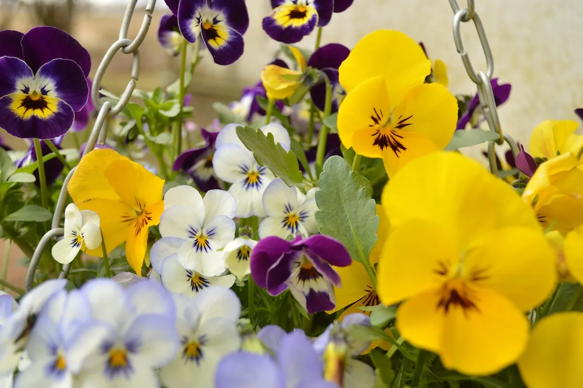 Close-up of a hanging basket brimming with colorful pansies in shades of yellow, purple, white, and blue, creating a vibrant display of spring flowers.