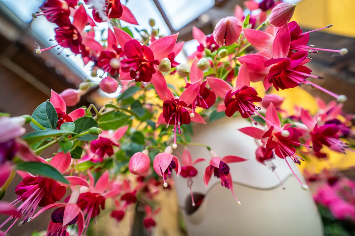 Red fuchsia flowers in basket.