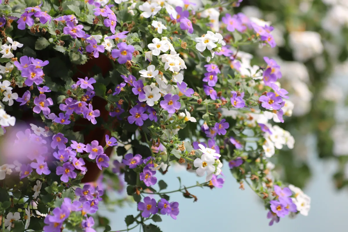 Closeup of purple and white bacopa blooms.