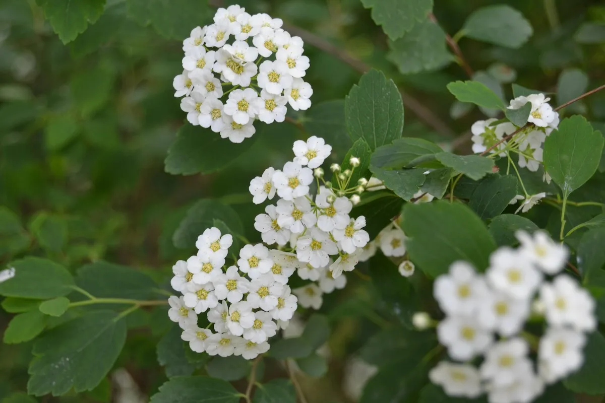 Closeup of white sweet alyssum flowers surrounded by green leaves.