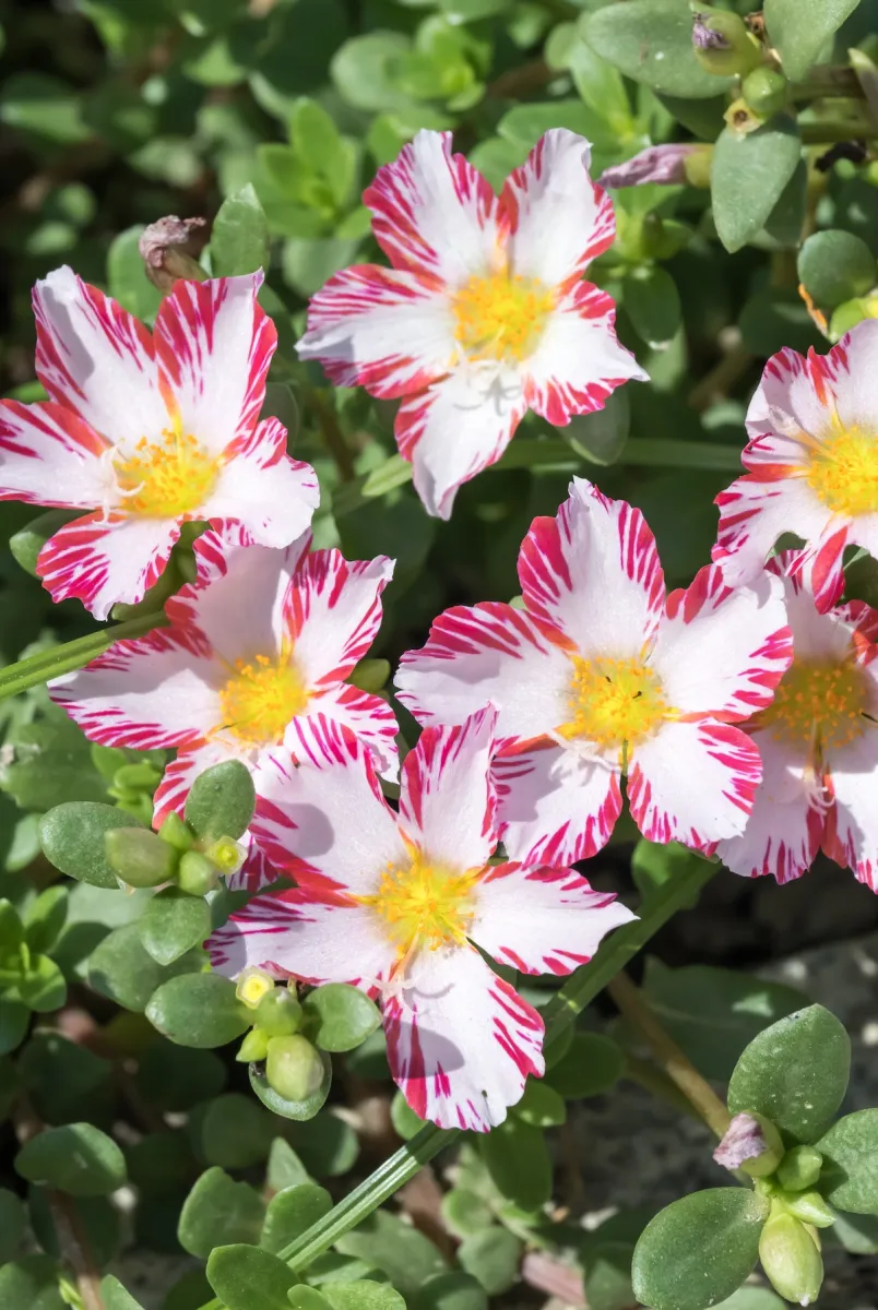 Candy striped red and white moss rose flowers.