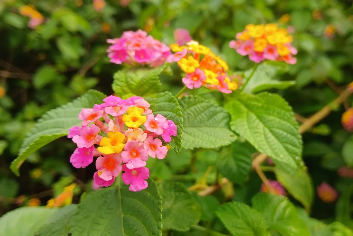 Bright pink and yellow lantana camera blooms against green leaves.