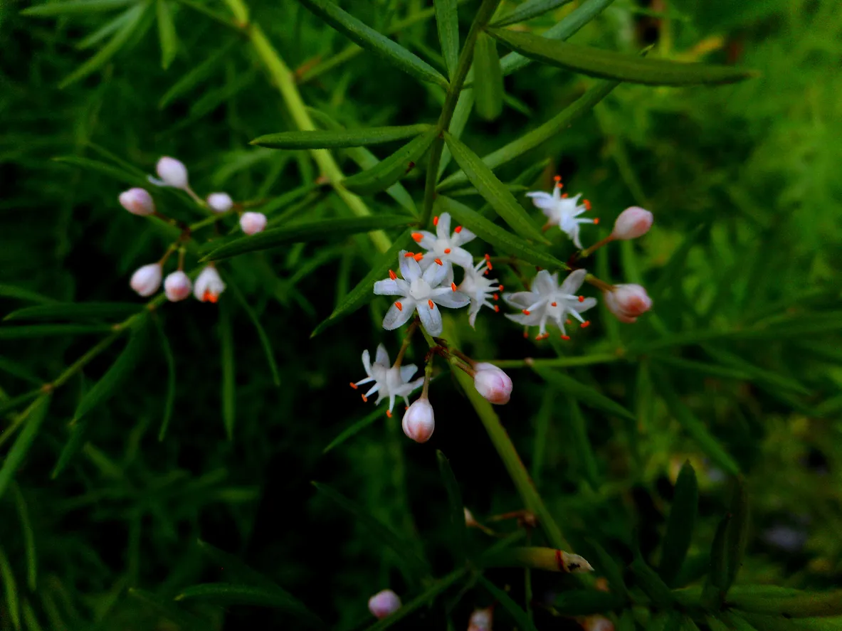 Asparagus densiflorus close up with white flowers.