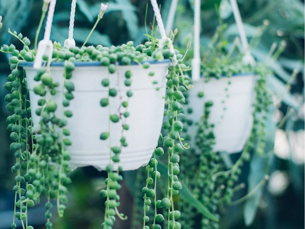 String-of-pearls-succulent-plant-hanging-in-a-greenhouse.
