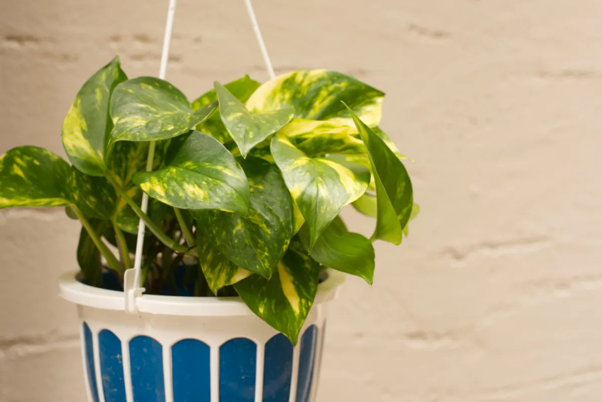 Golden pothos plant in a small blue and white hanging basket.