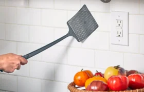 7 façons d&rsquo;éliminer une infestation de mouches d&rsquo;intérieur