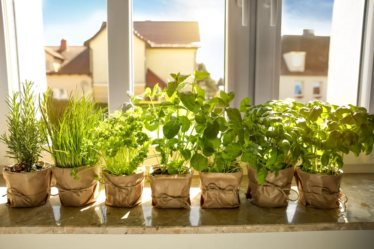Different aromatic potted herbs on windowsill indoors