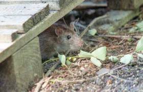 Comment protéger remises, terrasses et tas de bois des nuisibles cet automne