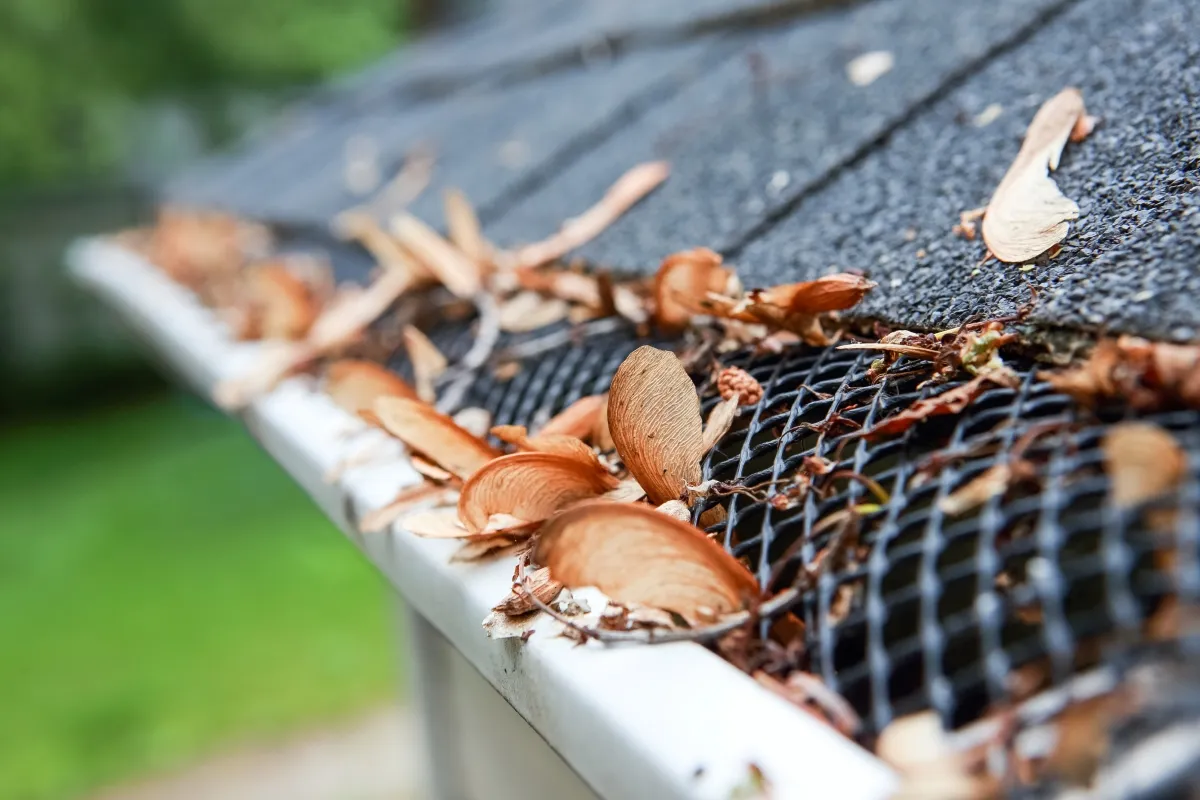 Plastic guard over gutter on a roof with seed pods stuck on the outside.