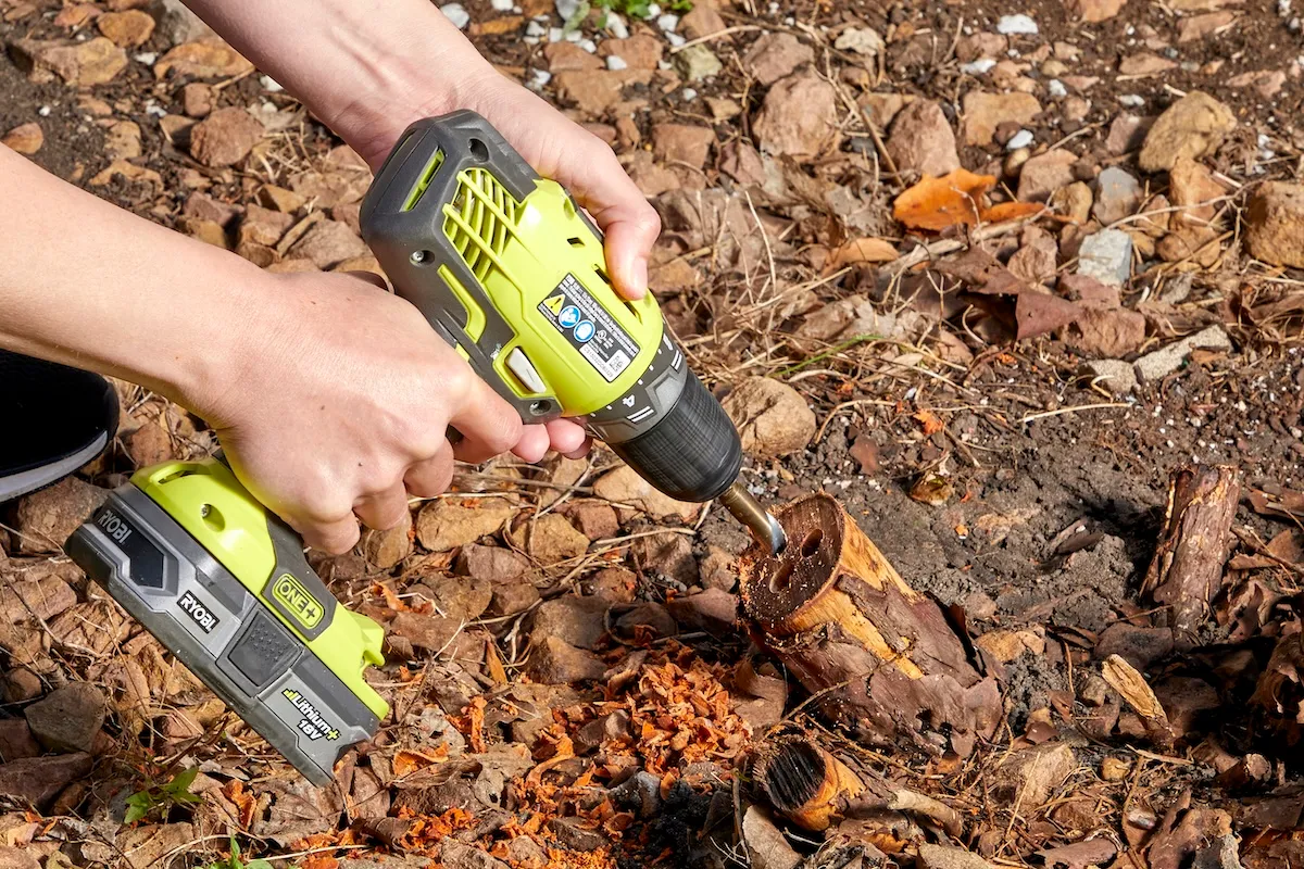 Person uses an electric drill to drill holes in the roots of a shrub that has been removed.