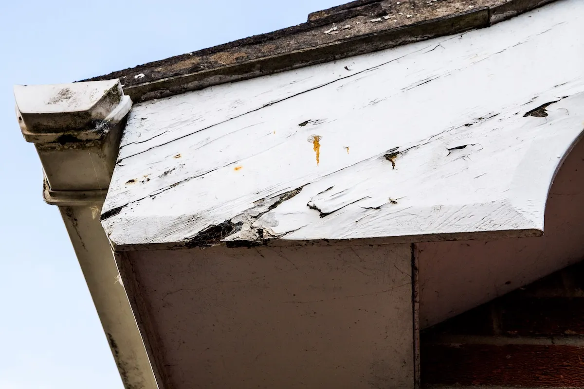 Rotting roof boards near damaged gutters on a residential home.