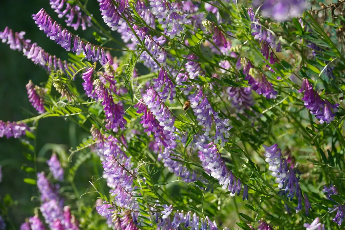 Purple hairy vetch flowers.