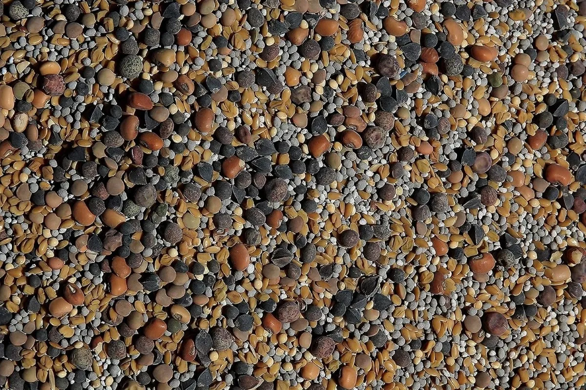 A large group of mixed no-till seeds.