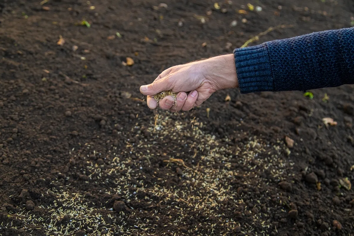 Une main en train de semer des graines en les éparpillant dans le jardin.
