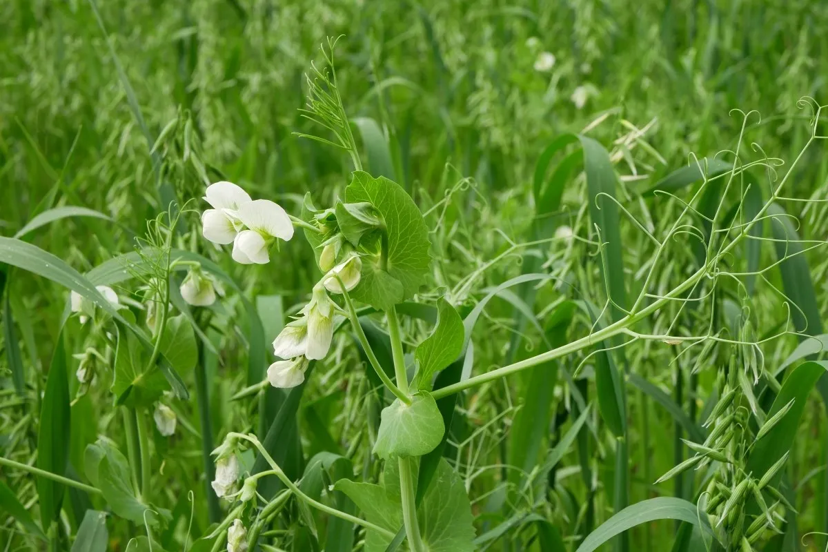 Peas and oats growing in a field as a cover crop.