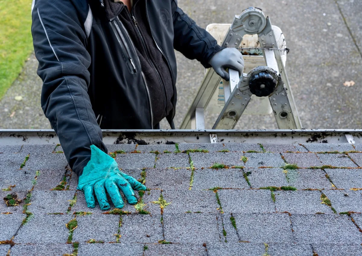 Man wearing rubber gloves standing on ladder inspects the shingles on a mossy roof.