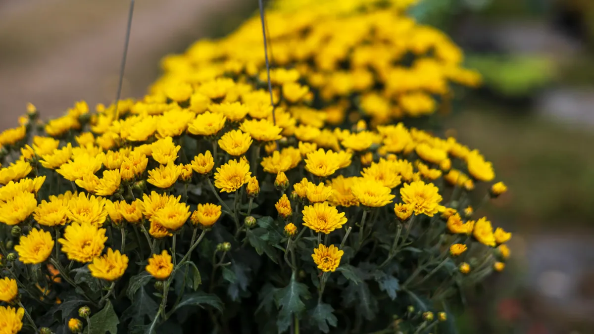 Close-up view of clusters of small yellow chrysanthemums