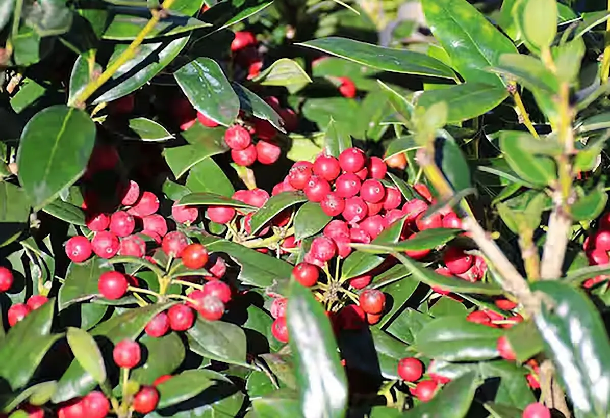 Closeup of dwarf Burford holly plant with red holly berries.