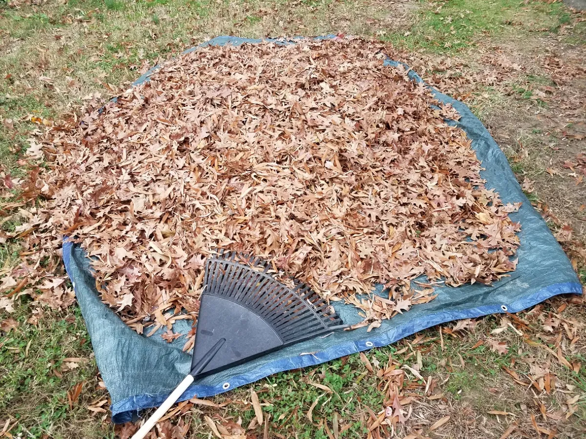 A leaf rake and raked leaves on top of a tarp.