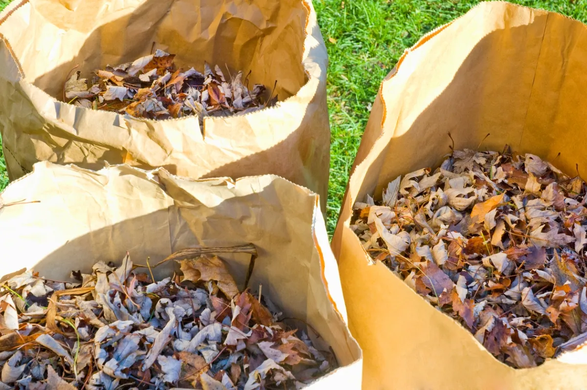 Raked leaves in biodegradable paper bags.