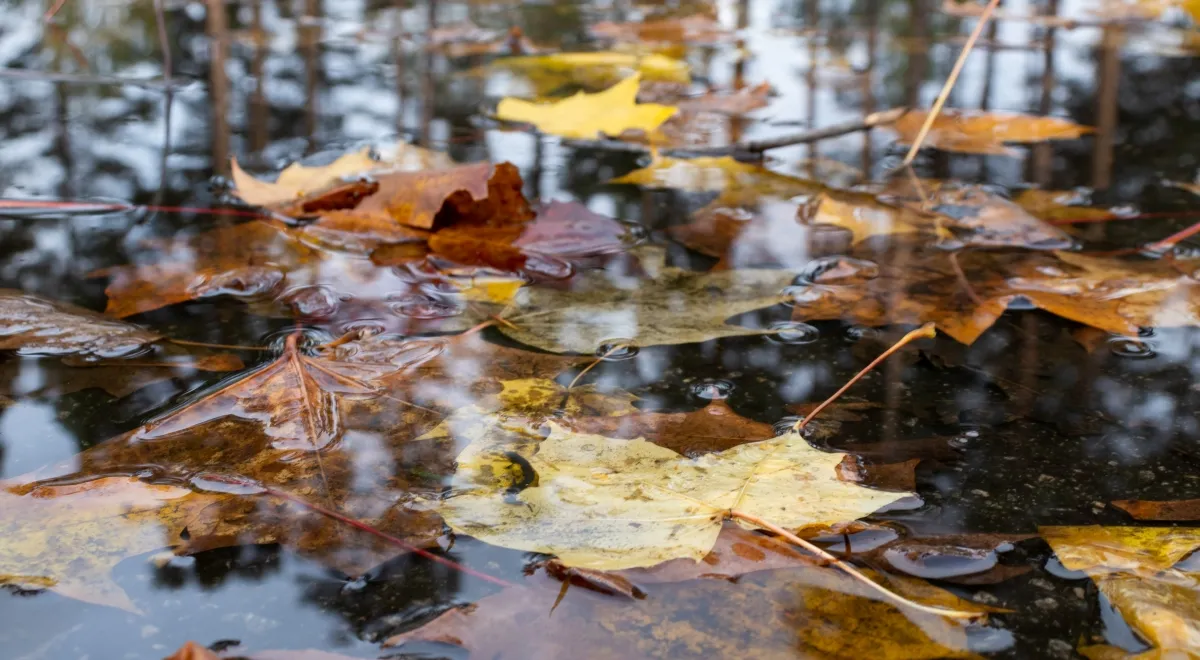 Leaves in a puddle of water.