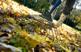 Faut-il laisser les feuilles sur la pelouse cet automne ?