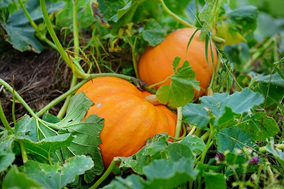 Two pumpkins growing in a patch of vines.