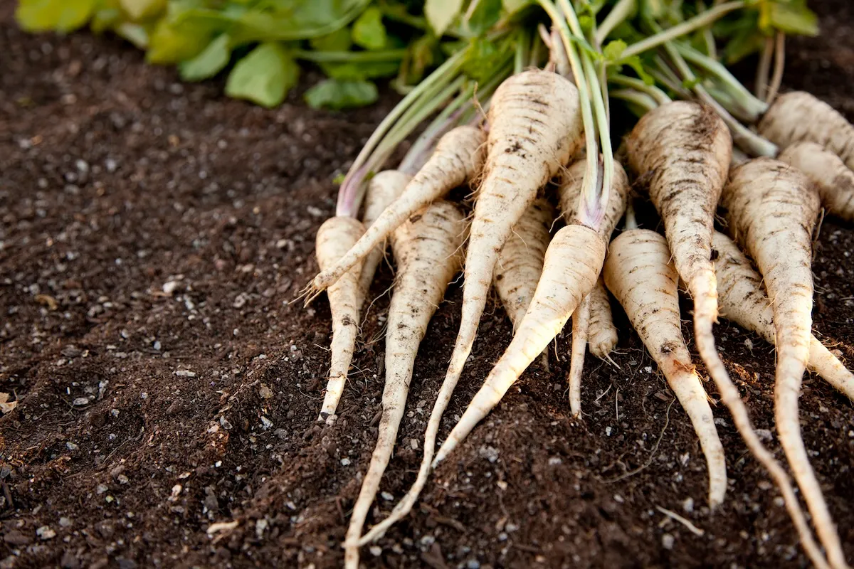 Freshly harvested bunch of parsnips sitting on soil.