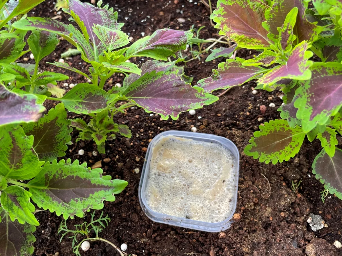 free ways to start a garden - beer slug trap in garden