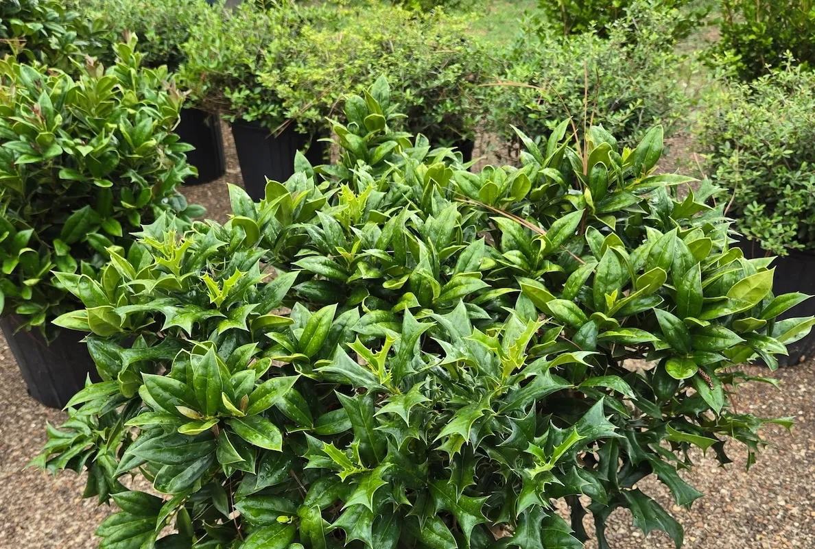 Large pots of verdant Carissa Chinese holly at a nursery.