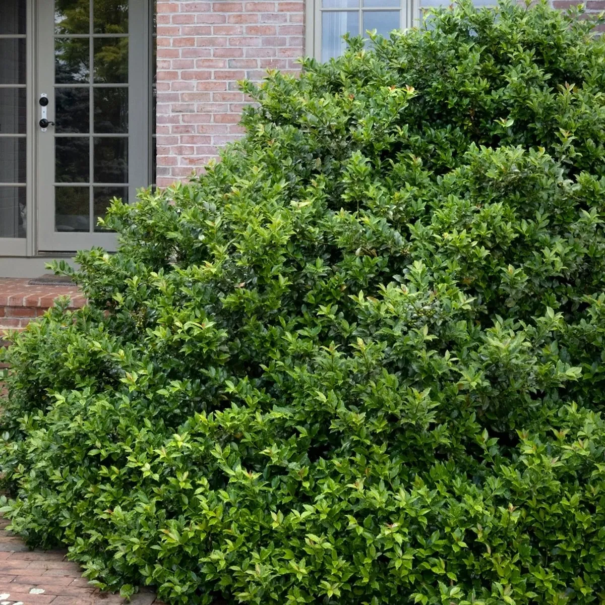 Large Blue Girl Holly plant near a brick house and entryway.