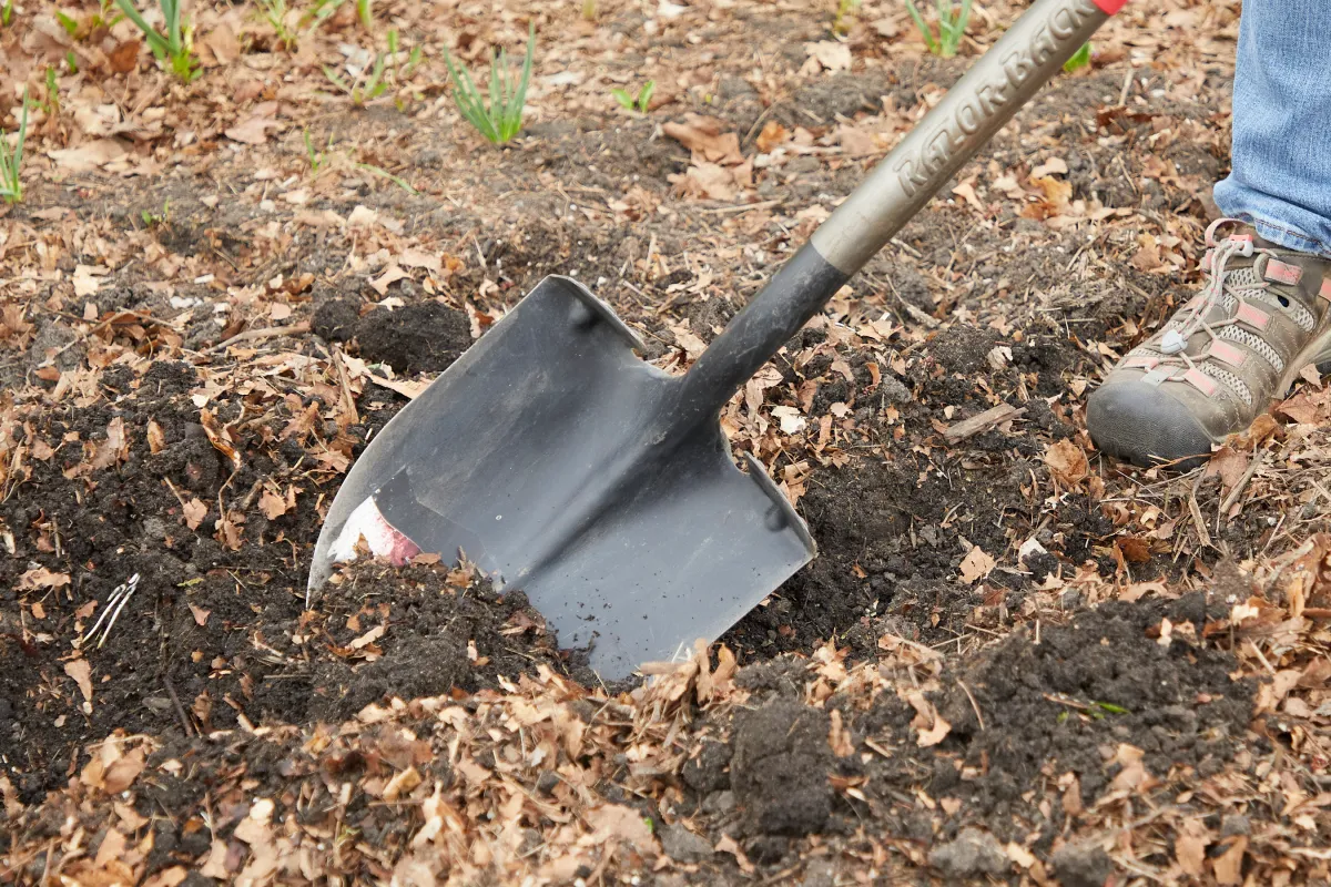 Woman uses shovel to turn the soil and compost in the garden.