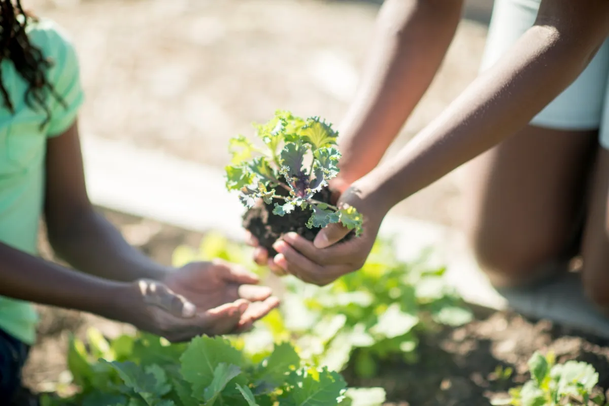Young woman holds a small kale plant in her hands and passes it to another girl.