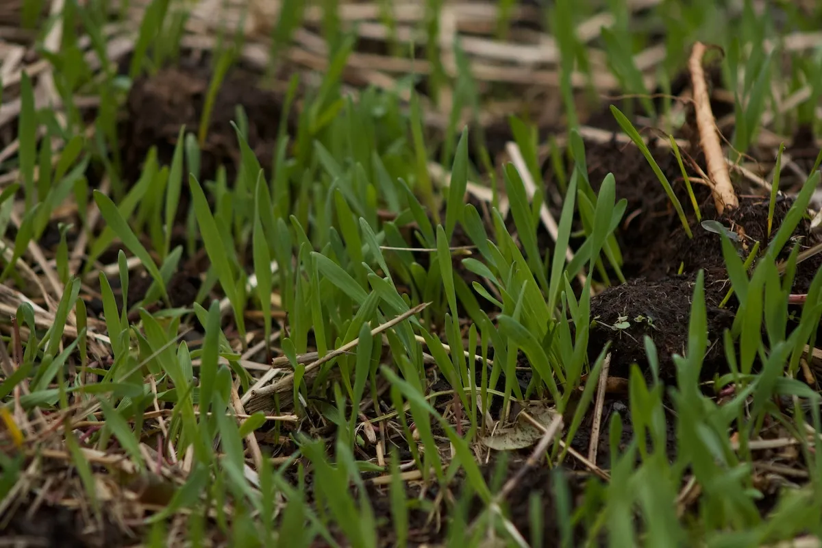 Winter rye cover crop, a deep-rooted grain, planted in a vegetable garden after the growing season.