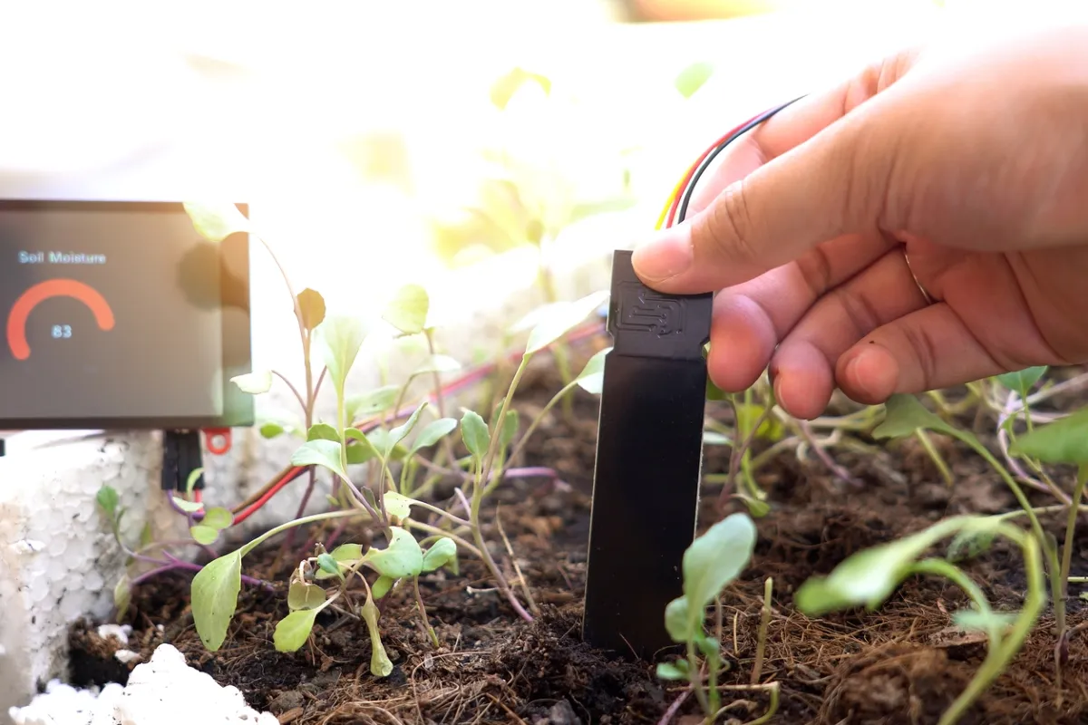 Person puts soil testing device in garden soil.