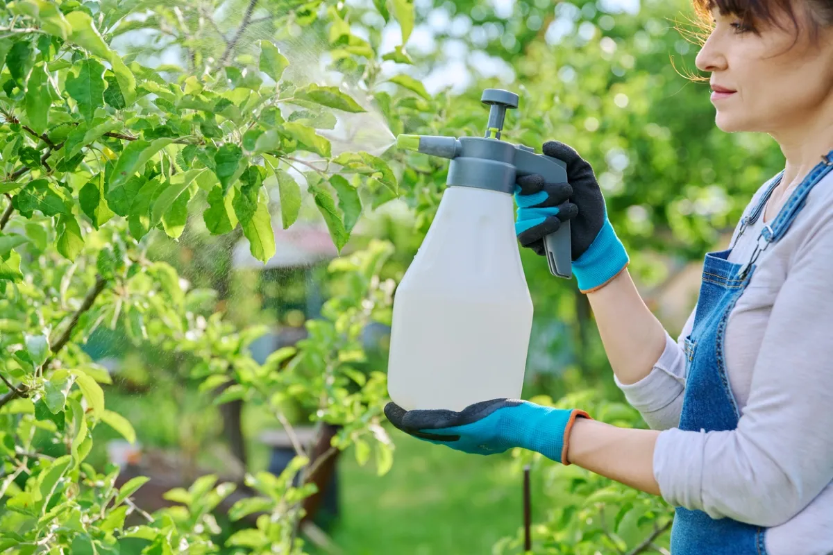 Woman spraying fruit tree with a pump sprayer.