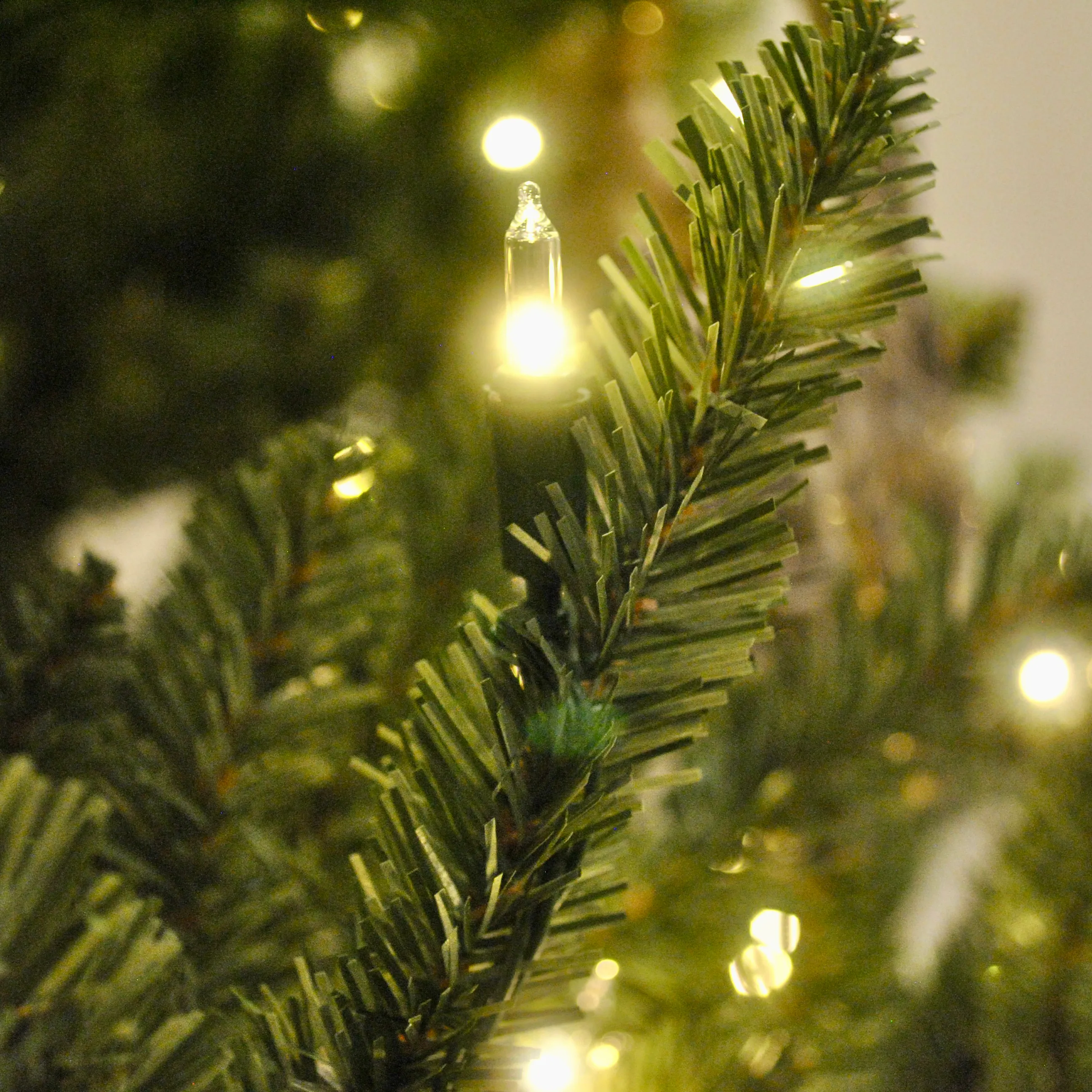 BH Blue Spruce Close up