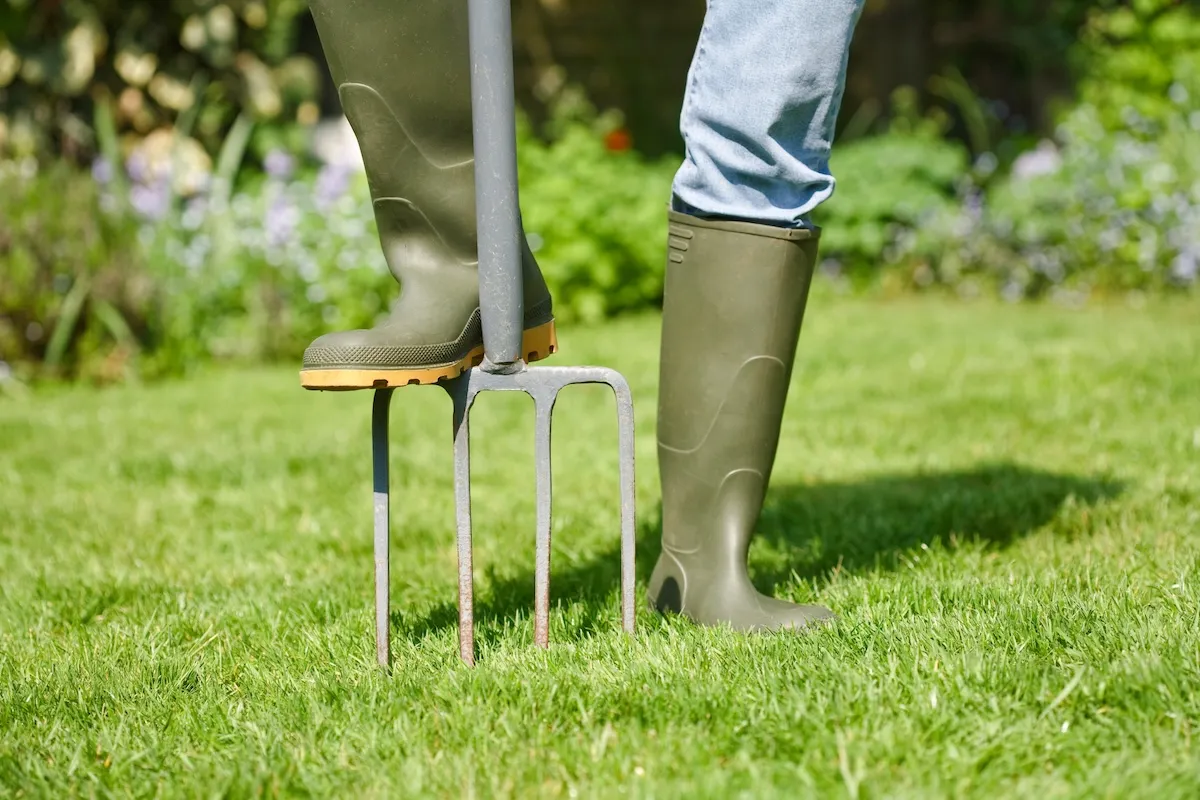 A person in rubber boots uses a garden fork to aerate a lawn.