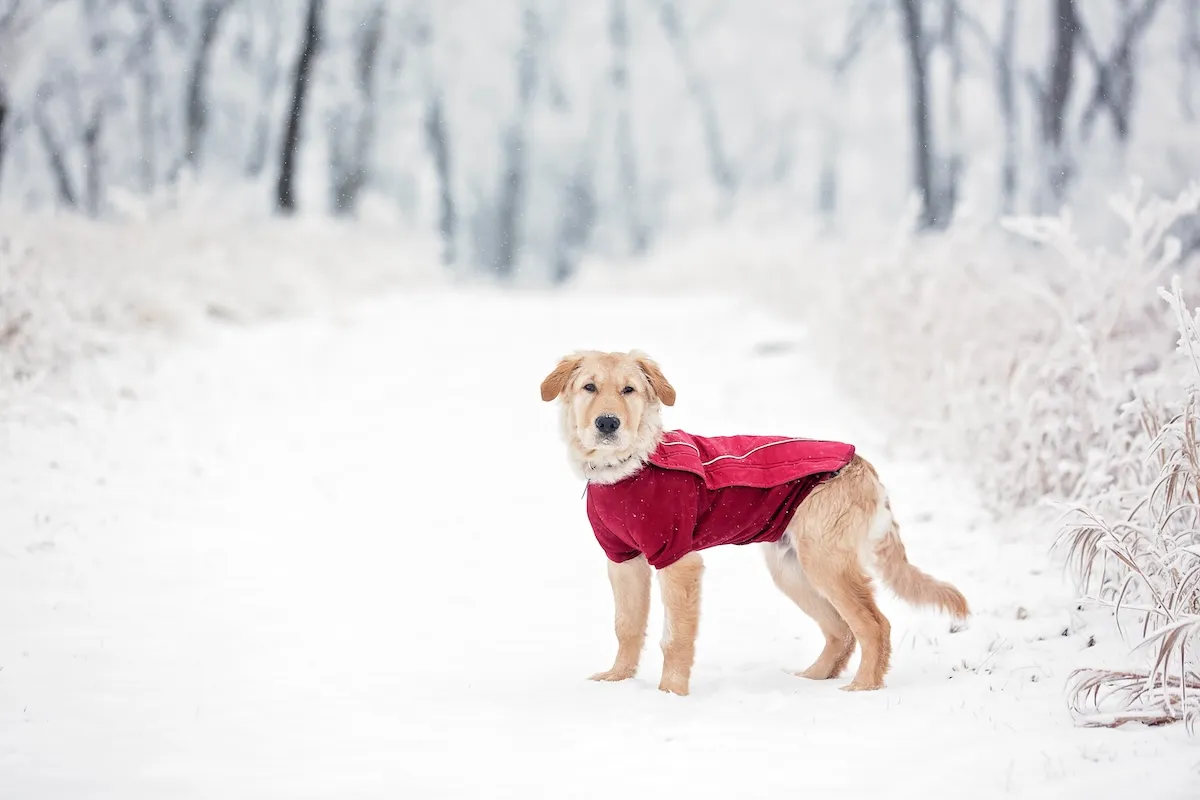A young Golden Retriever wearing a red sweater while in the snow.