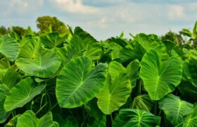 Obtenez le look subtropical dans votre jardin