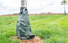 Comment envelopper un arbre pour le protéger des dommages hivernaux